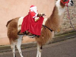 Lamas sind keine Reittiere